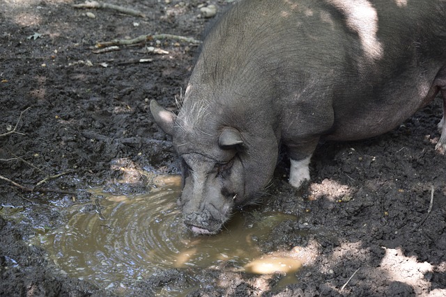 议所倡导的 议所倡导的