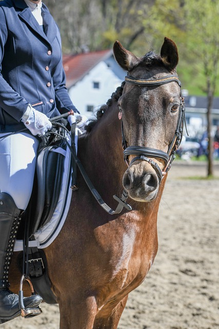 尔特塔帶來 尔特塔帶來